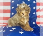 Small #1 Aussiedoodle Miniature -Poodle (Toy) Mix