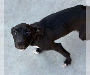 Mutt Dogs for adoption in Tulsa, OK, USA