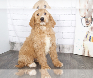 Goldendoodle Puppy for sale in RED LION, PA, USA