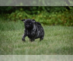 Small #4 Pug