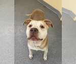 Small American Pit Bull Terrier