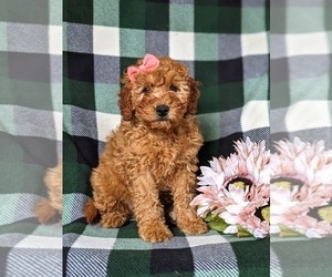 Medium Goldendoodle (Miniature)