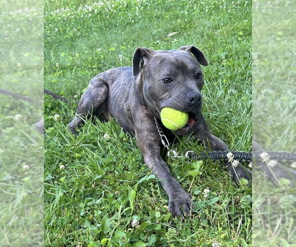 Medium Photo #14 American Pit Bull Terrier-Unknown Mix Puppy For Sale in Germantown, OH, USA