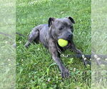 Small #13 American Pit Bull Terrier Mix
