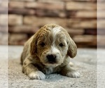 Small Photo #22 Goldendoodle (Miniature) Puppy For Sale in HALTOM CITY, TX, USA