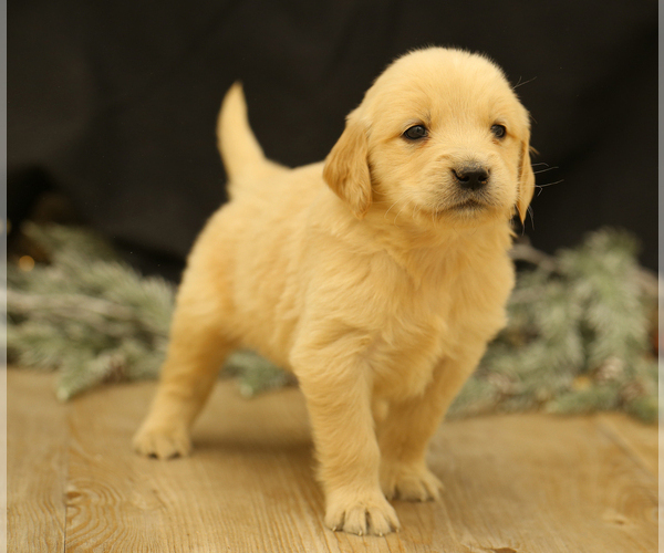 Medium Photo #7 Golden Retriever Puppy For Sale in CAMBRIDGE SPRINGS, PA, USA