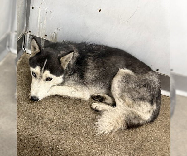 Medium Photo #1 Siberian Husky Puppy For Sale in San Bernardino, CA, USA