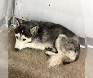 Siberian Husky Dogs for adoption in San Bernardino, CA, USA