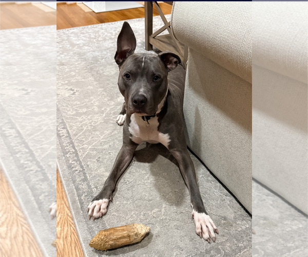 Medium Photo #9 American Staffordshire Terrier-Unknown Mix Puppy For Sale in Holly Springs, NC, USA