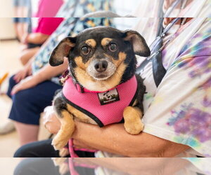Chihuahua-Unknown Mix Dogs for adoption in Mundelein, IL, USA