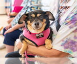 Small Chihuahua Mix
