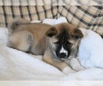 Small Photo #7 Akita Puppy For Sale in COLLINSVILLE, OK, USA