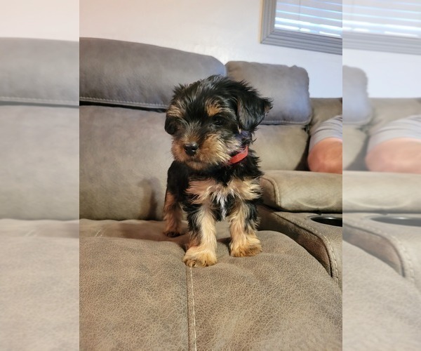 Medium Photo #9 Yorkshire Terrier Puppy For Sale in NORTHGLENN, CO, USA