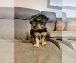 Small Photo #9 Yorkshire Terrier Puppy For Sale in NORTHGLENN, CO, USA