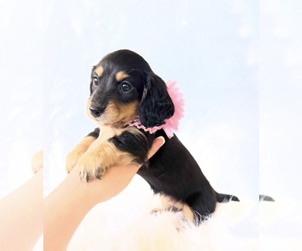 Medium Photo #3 Dachshund Puppy For Sale in DAVIS, CA, USA