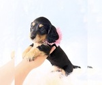 Small #2 Dachshund