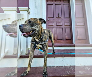 Floyd - Male Mutt Dog for Adoption - Photo #3
