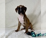 Small #5 Boxer