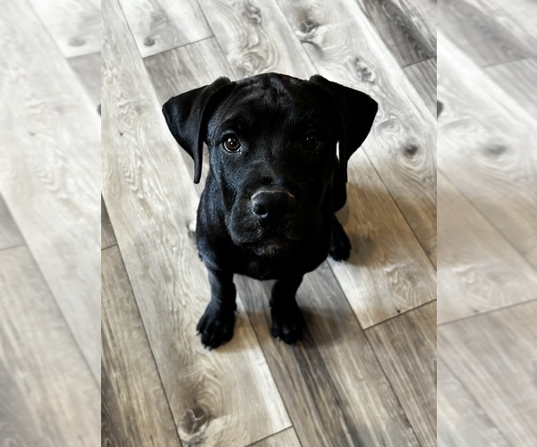 Medium Photo #51 Rotticorso Puppy For Sale in REEVESVILLE, SC, USA