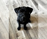 Small Photo #51 Rotticorso Puppy For Sale in REEVESVILLE, SC, USA