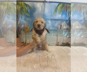 Golden Retriever-Goldendoodle Mix Puppy for Sale in LYNN HAVEN, Florida USA
