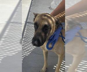 Mutt Dogs for adoption in HESPERIA, CA, USA