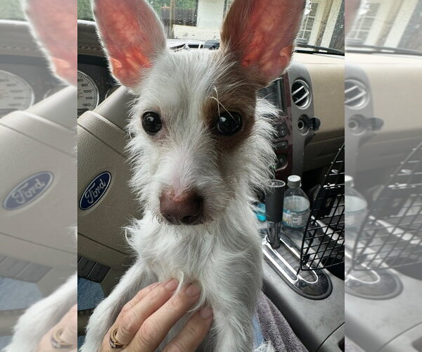 Medium Photo #1 Chihuahua-Unknown Mix Puppy For Sale in Oak Bluffs, MA, USA