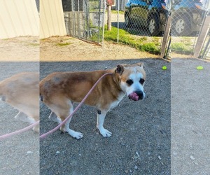 Anatolian Pyrenees Dogs for adoption in Stover, MO, USA