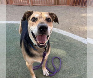 German Shepherd Dog-Unknown Mix Dogs for adoption in Las Vegas, NV, USA