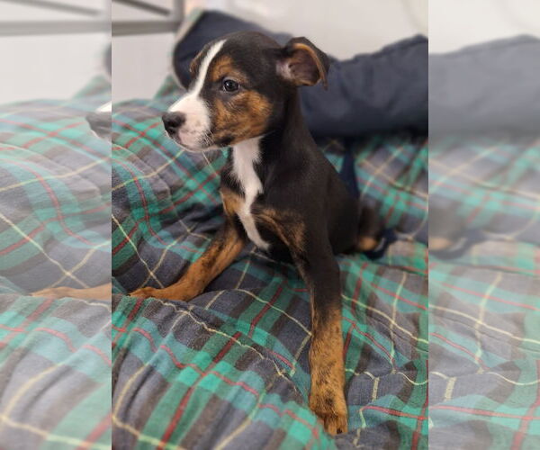 Medium Photo #4 Doberman Pinscher-Unknown Mix Puppy For Sale in Chico, CA, USA