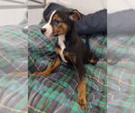 Small #3 Doberman Pinscher Mix