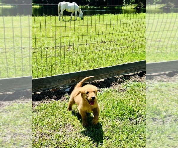 Medium Photo #8 Golden Retriever Puppy For Sale in RICHARDS, TX, USA