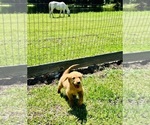 Small #7 Golden Retriever