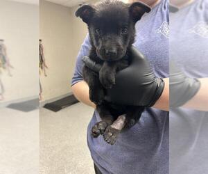 German Shepherd Dog-Unknown Mix Dogs for adoption in Pasadena, TX, USA