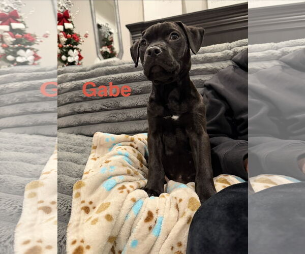 Medium Photo #3 Staffordshire Bull Terrier-Unknown Mix Puppy For Sale in The Woodlands, TX, USA
