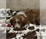 Small #11 Aussiedoodle