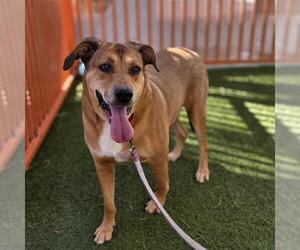 Labrador Retriever-Unknown Mix Dogs for adoption in Las Vegas, NV, USA