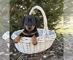 Small #3 Dachshund