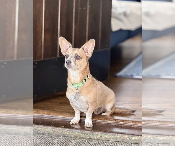 Medium Photo #3 Chiweenie Puppy For Sale in Oakhurst, NJ, USA