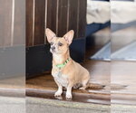 Small #2 Chiweenie