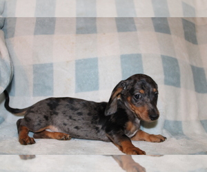 Dachshund Puppy for sale in BLMGTN, IN, USA