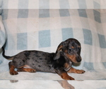 Small Dachshund