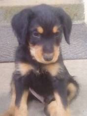 Doodleman Pinscher Puppy for sale in FLORENCE, CO, USA