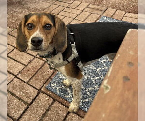 Medium Photo #3 Beagle Puppy For Sale in Tampa, FL, USA