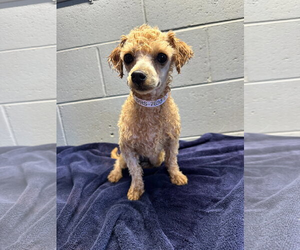 Medium Photo #1 Poodle (Toy) Puppy For Sale in Pacolet, SC, USA
