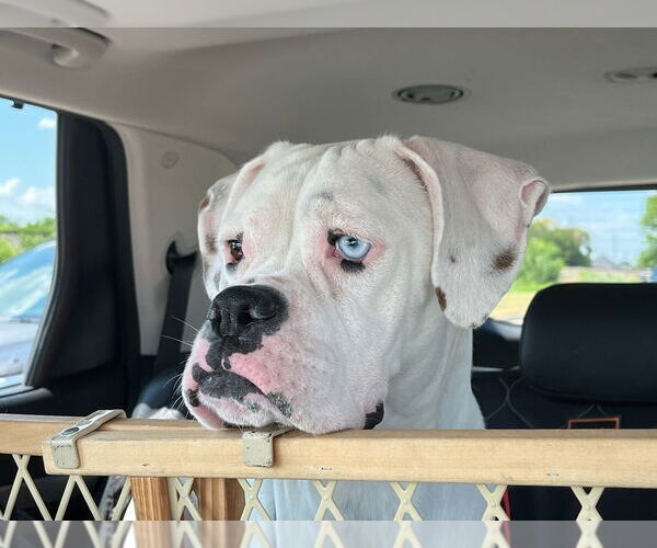 Medium Photo #5 Boxer Puppy For Sale in Austin, TX, USA