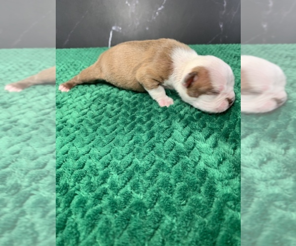 Medium Photo #13 Boston Terrier Puppy For Sale in TULARE, CA, USA