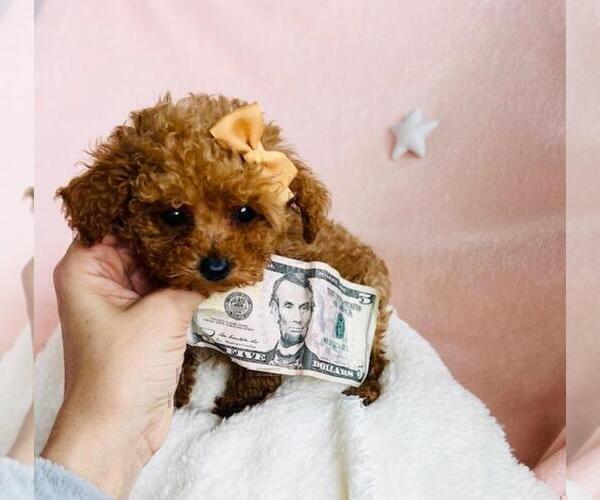Medium Photo #15 Poodle (Toy) Puppy For Sale in PEMBROKE PINES, FL, USA
