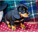 Small #4 Dachshund