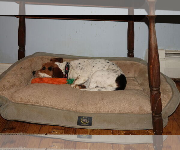 Medium Photo #3 Beagle-Unknown Mix Puppy For Sale in Doylestown, PA, USA